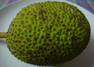 breadfruit